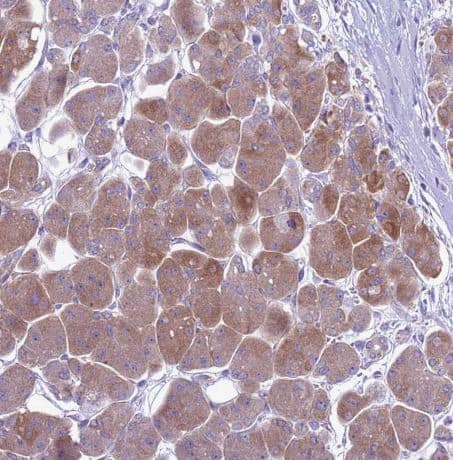 Immunohistochemistry-Paraffin: FAM108B1 Antibody [NBP1-91878] - Staining of human pancreas shows strong cytoplasmic positivity in exocrine glandular cells.