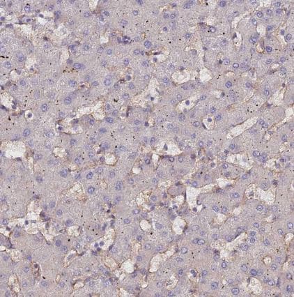 Immunohistochemistry-Paraffin Myosin IXA Antibody