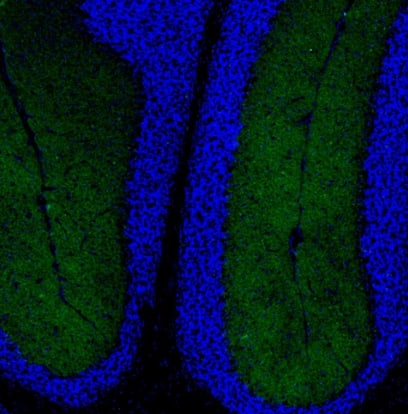 Immunocytochemistry/Immunofluorescence: Neurokinin B Antibody [NBP1-92178] -Staining of Mouse brain shows moderate positivity in cells in molecular layer in the cerebellum.