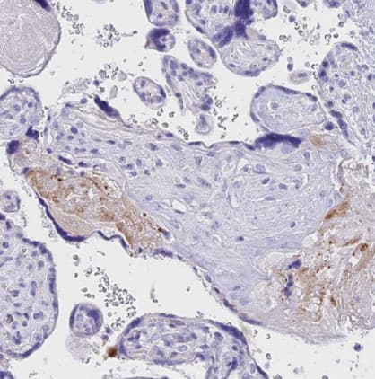 Immunohistochemistry-Paraffin: Neurokinin B Antibody [NBP1-92178] -Staining of human Placenta shows weak cytoplasmic positivity in syncytiotrophoblast.