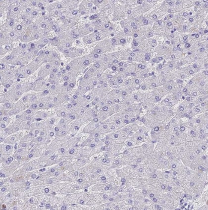 Immunohistochemistry-Paraffin: Neurokinin B Antibody [NBP1-92178] -Staining of human Liver shows no positivity in hepatocytes as expected.