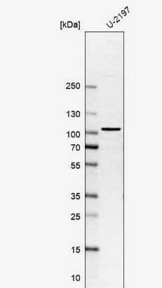 Western Blot: SPIRE1 Antibody [NBP1-92438] - Analysis in human cell line U-2197.