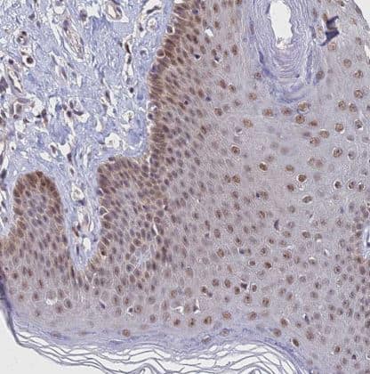 Immunohistochemistry-Paraffin THOC3 Antibody - BSA Free