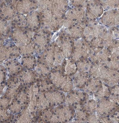 Immunohistochemistry-Paraffin: FAM83H Antibody [NBP1-93737] - Staining of human stomach shows weak cytoplasmic positivity in glandular cells.