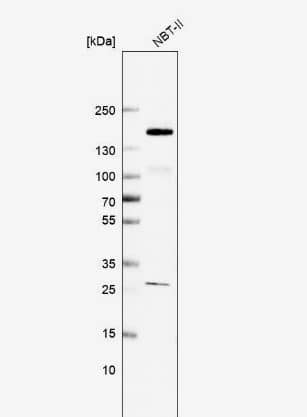 Western Blot FAM83H Antibody