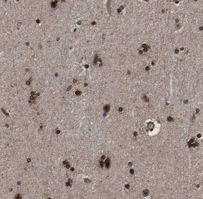 Immunohistochemistry-Paraffin: CAAP1 Antibody [NBP1-94018] - Staining of human cerebral cortex shows strong nuclear positivity in neurons.
