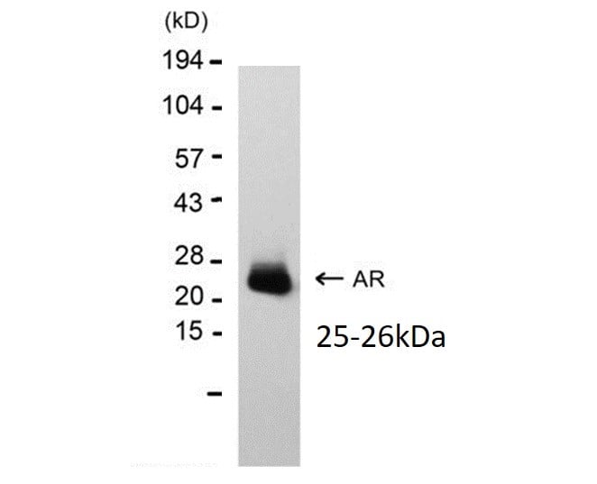 Western Blot: Rat Monoclonal Amphiregulin Antibody (RM0151-7D17) [NBP2-12036] - 100ng of Rat Monoclonal Amphiregulin Antibody.