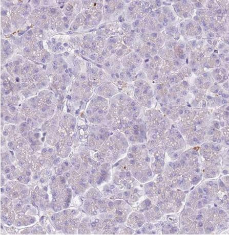 Immunohistochemistry-Paraffin: Snx6 Antibody [NBP2-13361] -Staining of human pancreas shows negative cytoplasmic positivity in exocrine glandular cells as expected.