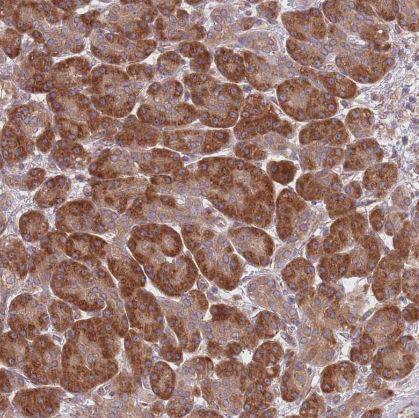 Immunohistochemistry-Paraffin: PLD6 Antibody [NBP2-13771] -Staining of human pancreas shows moderate cytoplasmic-membranous positivity in exocrine glandular cells.
