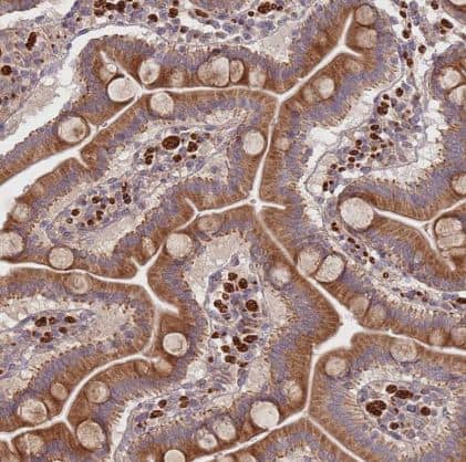 Immunohistochemistry-Paraffin: PLD6 Antibody [NBP2-13771] -Staining of human duodenum shows moderate cytoplasmic-membranous positivity in glandular cells.