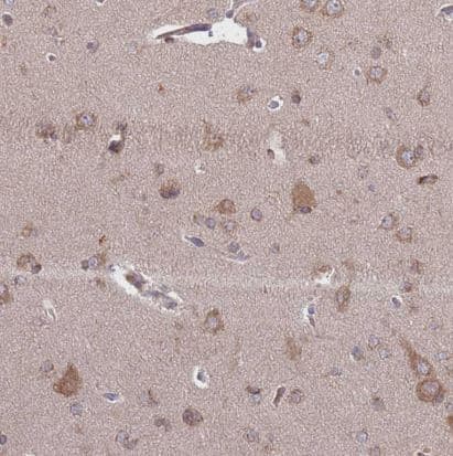 Immunohistochemistry-Paraffin: PLD6 Antibody [NBP2-13771] -Staining of human cerebral cortex shows moderate cytoplasmic-membranous positivity in neurons.