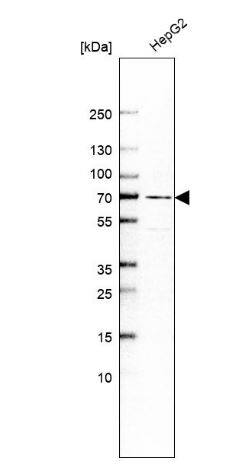 Western Blot: PRODH2 Antibody [NBP2-13812] -Analysis in human cell line HepG2.