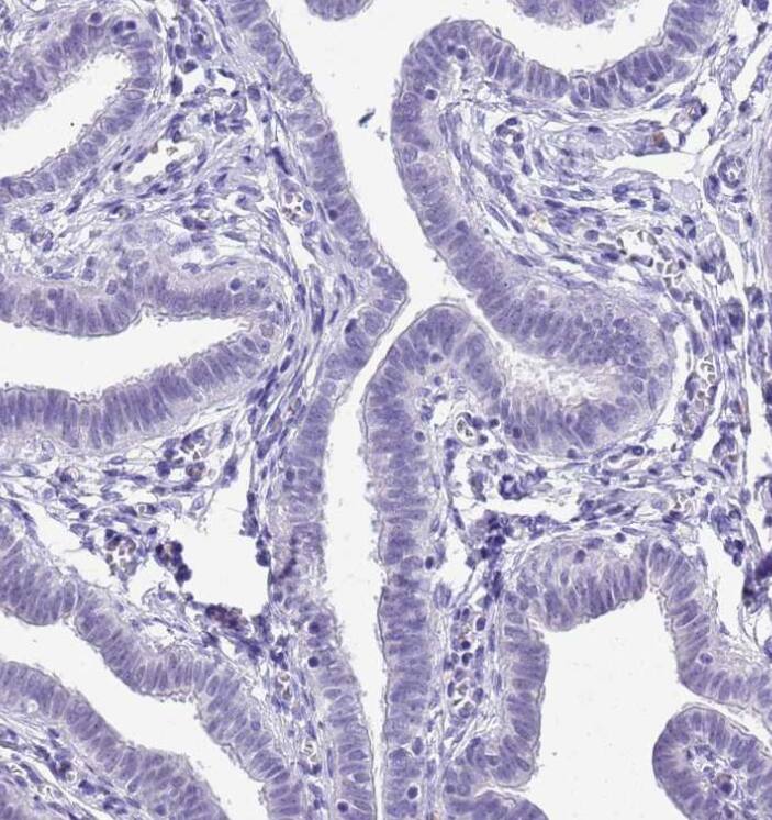  Staining of human fallopian tube shows no positivity in glandular cells as expected.