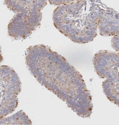 Immunohistochemistry-Paraffin: G protein beta 4 Antibody [NBP2-14060] - Staining of human fallopian tube shows strong membranous positivity in glandular cells.