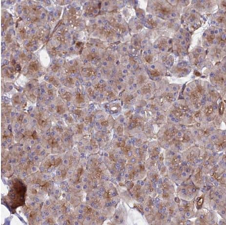 Staining of human pancreas shows weak membranous positivity in exocrine glandular cells.