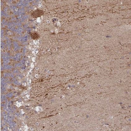 Immunohistochemistry-Paraffin: TRABD2B Antibody [NBP2-14558]-Staining of human cerebellum shows strong cytoplasmic positivity in Purkinje cells.