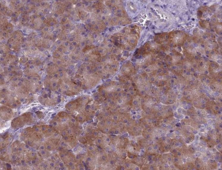 Staining of human pancreas shows moderate cytoplasmic positivity in exocrine glandular cells.