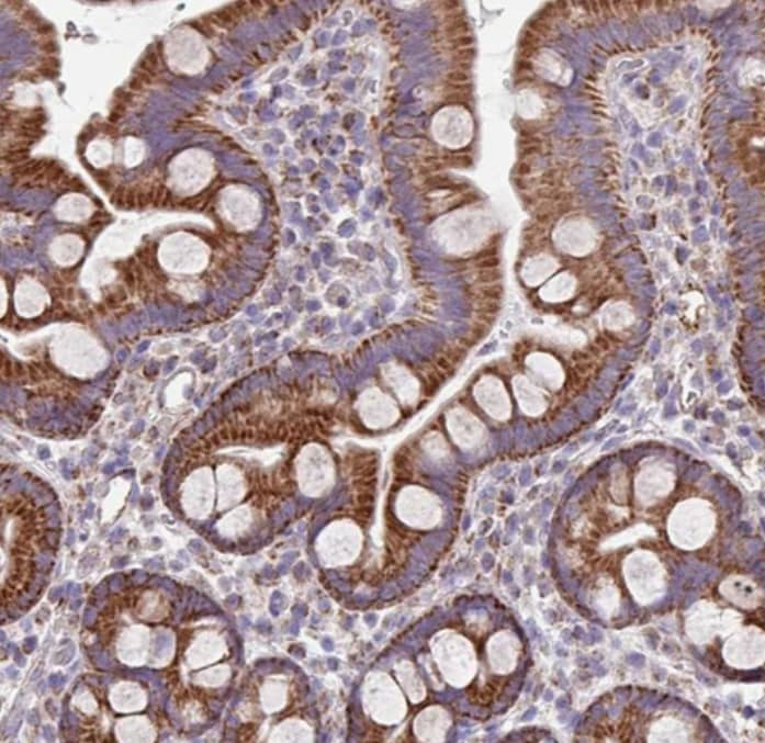 Staining of human small intestine shows strong cytoplasmic granular positivity in glandular cells.