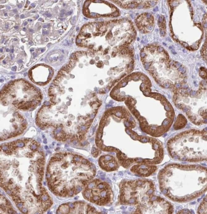  Staining of human kidney shows strong cytoplasmic granular positivity in cells in tubules.