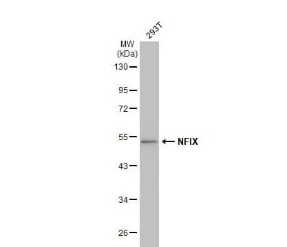 Western Blot: NFIX Antibody [NBP2-15038] -Whole cell extract (30 ug) was separated by 10% SDS-PAGE, and the membrane was blotted with NFIX antibody [N2C2], Internal diluted at 1:10000. The HRP-conjugated anti-rabbit IgG antibody (NBP2-19301) was used to detect the primary antibody