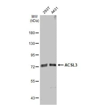 Western Blot: ACSL3 Antibody [NBP2-15252] -Various whole cell extracts (30 ug) were separated by 7.5% SDS-PAGE, and the membrane was blotted with ACSL3 antibody diluted at 1:1000. The HRP-conjugated anti-rabbit IgG antibody (NBP2-19301) was used to detect the primary antibody.