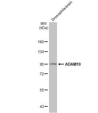 Western Blot: ADAM10 Antibody [NBP2-15280] - Drosophila tissue extract (50 ug) was separated by 7.5% SDS-PAGE, and the membrane was blotted with ADAM10 antibody [N2C1], Internal diluted at 1:1000. The HRP-conjugated anti-rabbit IgG antibody (NBP2-19301 was used to detect the primary antibody.