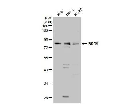 Western Blot: BRD9 Antibody [NBP2-15614] - Various whole cell extracts (30 ug) were separated by 10% SDS-PAGE, and the membrane was blotted with BRD9 antibody diluted at 1:500. The HRP-conjugated anti-rabbit IgG antibody (NBP2-19301) was used to detect the primary antibody.