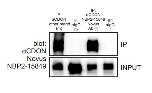 Western Blot: CDO Antibody [NBP2-15849] - Analysis of CDO in immunoprecipitated samples. Primary antibody dilution for Western Blot: 1:1000. Primary antibody dilution for Immunoprecipitation: 1:100. Another CDO antibody is used as a comparison. Image from verified customer review.