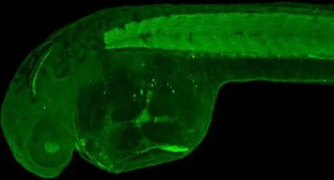 IHC-WM: Cytohesin 3 Antibody [NBP2-16085] - Paraformaldehyde-fixed zebrafish embryos.GRP1 antibody [N3C3]  dilution: 1:200.