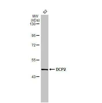 Western Blot: DCP2 Antibody [NBP2-16109] -Whole cell extract (30 ug) was separated by 7.5% SDS-PAGE, and the membrane was blotted with DCP2 antibody diluted at 1:1000. The HRP-conjugated anti-rabbit IgG antibody (NBP2-19301) was used to detect the primary antibody.