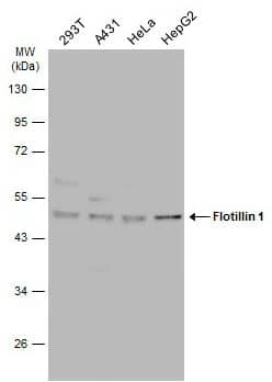 Western Blot: Flotillin-1 Antibody [NBP2-16508] - Various whole cell extracts (30 ug) were separated by 10% SDS-PAGE, and the membrane was blotted with Flotillin 1 antibody [C3], C-term diluted at 1:1000. The HRP-conjugated anti-rabbit IgG antibody (NBP2-19301) was used to detect the primary antibody, and the signal was developed with Trident ECL plus-Enhanced.