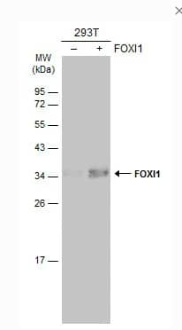 Western Blot: FOXI1 Antibody [NBP2-16518] -Non-transfected (–) and transfected (+) 293T whole cell extracts (30 μg) were separated by 12% SDS-PAGE, and the membrane was blotted with FOXI1 antibody [N2C3] diluted at 1:2000. The HRP-conjugated anti-rabbit IgG antibody (NBP2-19301) was used to detect the primary antibody.