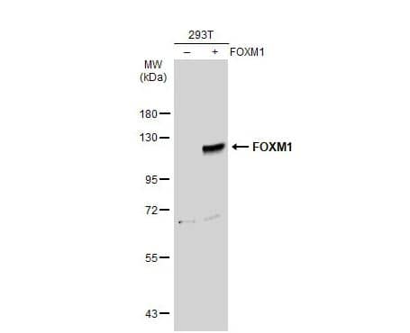 Western Blot: FOXM1 Antibody [NBP2-16520] - Non-transfected (–) and transfected (+) 293T whole cell extracts (30 ug) were separated by 7.5% SDS-PAGE, and the membrane was blotted with FOXM1 antibody diluted at 1:500. The HRP-conjugated anti-rabbit IgG antibody (NBP2-19301) was used to detect the primary antibody.