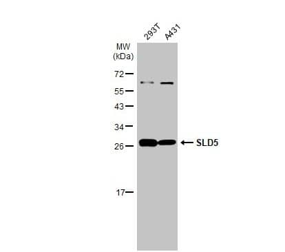 Western Blot GINS4 Antibody