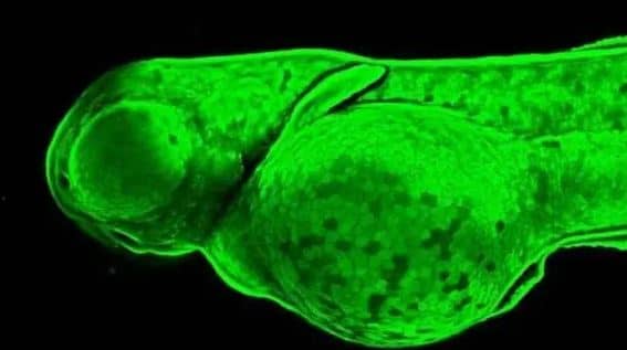 Immunohistochemistry Whole-Mount:GNB1 Antibody [NBP2-16699] -Analysis (whole mount) of zebrafish embryo, using GNB1 antibody at 1:200 dilution.