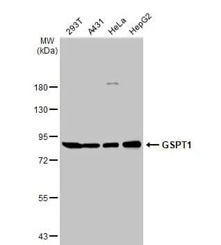 Western Blot: GSPT1 Antibody [NBP2-16754] -Various whole cell extracts (30 ug) were separated by 7.5% SDS-PAGE, and the membrane was blotted with GSPT1 antibody diluted at 1:1000. The HRP-conjugated anti-rabbit IgG antibody (NBP2-19301) was used to detect the primary antibody.