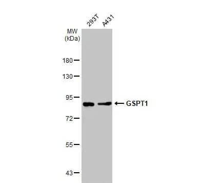 Western Blot: GSPT1 Antibody [NBP2-16754] - Various whole cell extracts (30 ug) were separated by 7.5% SDS-PAGE, and the membrane was blotted with GSPT1 antibody diluted at 1:1000. The HRP-conjugated anti-rabbit IgG antibody (NBP2-19301 was used to detect the primary antibody.