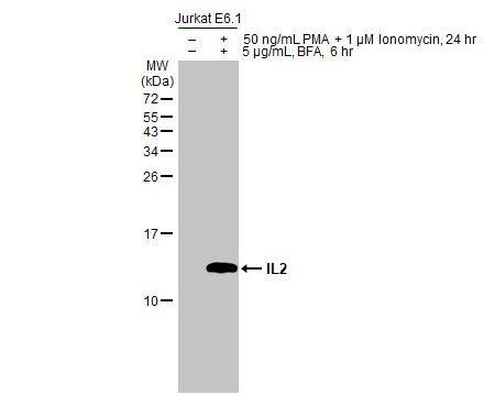 <b>Biological Strategies Validation. </b>Western Blot: IL-2 Antibody [NBP2-16948] -Untreated (-) and treated (+) Jurkat E6.1 whole cell extracts (30 ug) were separated by 15% SDS-PAGE, and the membrane was blotted with IL2 antibody diluted at 1:500. The HRP-conjugated anti-rabbit IgG antibody (NBP2-19301) was used to detect the primary antibody.