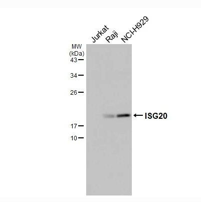 Various whole cell extracts (30 μg) were separated by 12% SDS-PAGE, and the membrane was blotted with ISG20 antibody diluted at 1:1000. The HRP-conjugated anti-rabbit IgG antibody (NBP2-19301) was used to detect the primary antibody, and the signal was developed with Trident ECL plus-Enhanced.