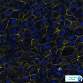 E-Cadherin was detected in immersion fixed paraffin-embedded sections of human liver using Mouse Anti-Human E-Cadherin Monoclonal Antibody (Catalog # NBP2-19051) at 1 µg/mL at 37 ° Celsius for 4 minutes. Before incubation with the primary antibody, tissue underwent an all-in-one dewaxing and antigen retrieval preprocessing using PreTreatment Module (PT Module) and Dewax and HIER Buffer H (pH 9). Tissue was stained using the Alexa Fluor™ 647 Goat anti-Mouse IgG Secondary Antibody at 1:200 at 37 ° Celsius for 2 minutes. (Yellow; Lunaphore Catalog # DR647MS) and counterstained with DAPI (blue; Lunaphore Catalog # DR100). Specific staining was localized to the membrane. Protocol available in COMET™ Panel Builder.