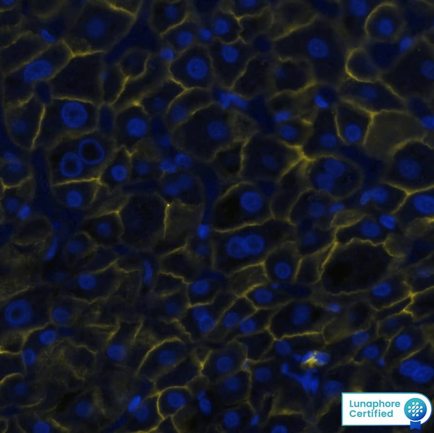 E-Cadherin was detected in immersion fixed paraffin-embedded sections of human liver using Mouse Anti-Human E-Cadherin Monoclonal Antibody (Catalog # NBP2-19051) at 1 µg/mL at 37 ° Celsius for 4 minutes. Before incubation with the primary antibody, tissue underwent an all-in-one dewaxing and antigen retrieval preprocessing using PreTreatment Module (PT Module) and Dewax and HIER Buffer H (pH 9). Tissue was stained using the Alexa Fluor™ 647 Goat anti-Mouse IgG Secondary Antibody at 1:200 at 37 ° Celsius for 2 minutes. (Yellow; Lunaphore Catalog # DR647MS) and counterstained with DAPI (blue; Lunaphore Catalog # DR100). Specific staining was localized to the membrane. Protocol available in COMET™ Panel Builder.