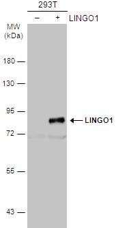 Western Blot: LINGO-1 Antibody [NBP2-19359] - Non-transfected (-) and transfected (+) 293T whole cell extracts (30 μg) were separated by 7.5% SDS-PAGE, and the membrane was blotted with LINGO1 antibody [C1C3] diluted at 1:1000. The HRP-conjugated anti-rabbit IgG antibody (NBP2-19301) was used to detect the primary antibody.