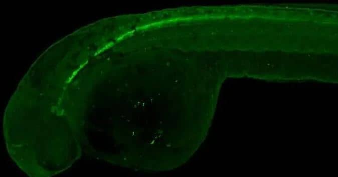 Immunohistochemistry-Whole-Mount: Syntaxin-BP1 Antibody [NBP2-20525] - Syntaxin-BP1 Antibody antibody detects Munc18-1 protein at spinal cord neurons on whole-mount zebrafish embryos by immunohistochemical analysis.Sample: Paraformaldehyde-fixed zebrafish embryos.Munc18-1 antibody dilution: 1:200.