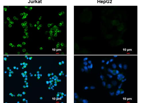 ICC/IF: CD81 Antibody [NBP2-20564] -Jurkat and HepG2 cells were fixed in 4% paraformaldehyde at RT for 15 min.Green: CD81 stained by CD81 antibody diluted at 1:500.