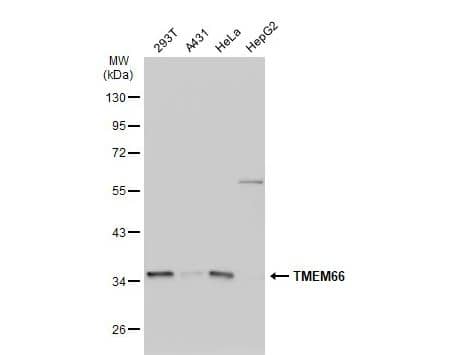 Western Blot TMEM66 Antibody