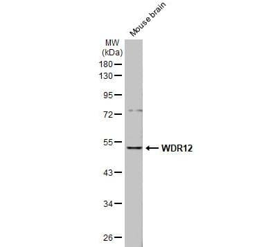 Western Blot WDR12 Antibody - BSA Free