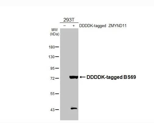 Non-transfected (–) and transfected (+) 293T whole cell extracts were separated by 7.5% SDS-PAGE, and the membrane was blotted with BS69 antibody diluted at 1:2000. The HRP-conjugated anti-rabbit IgG antibody (NBP2-19301) was used to detect the primary antibody.