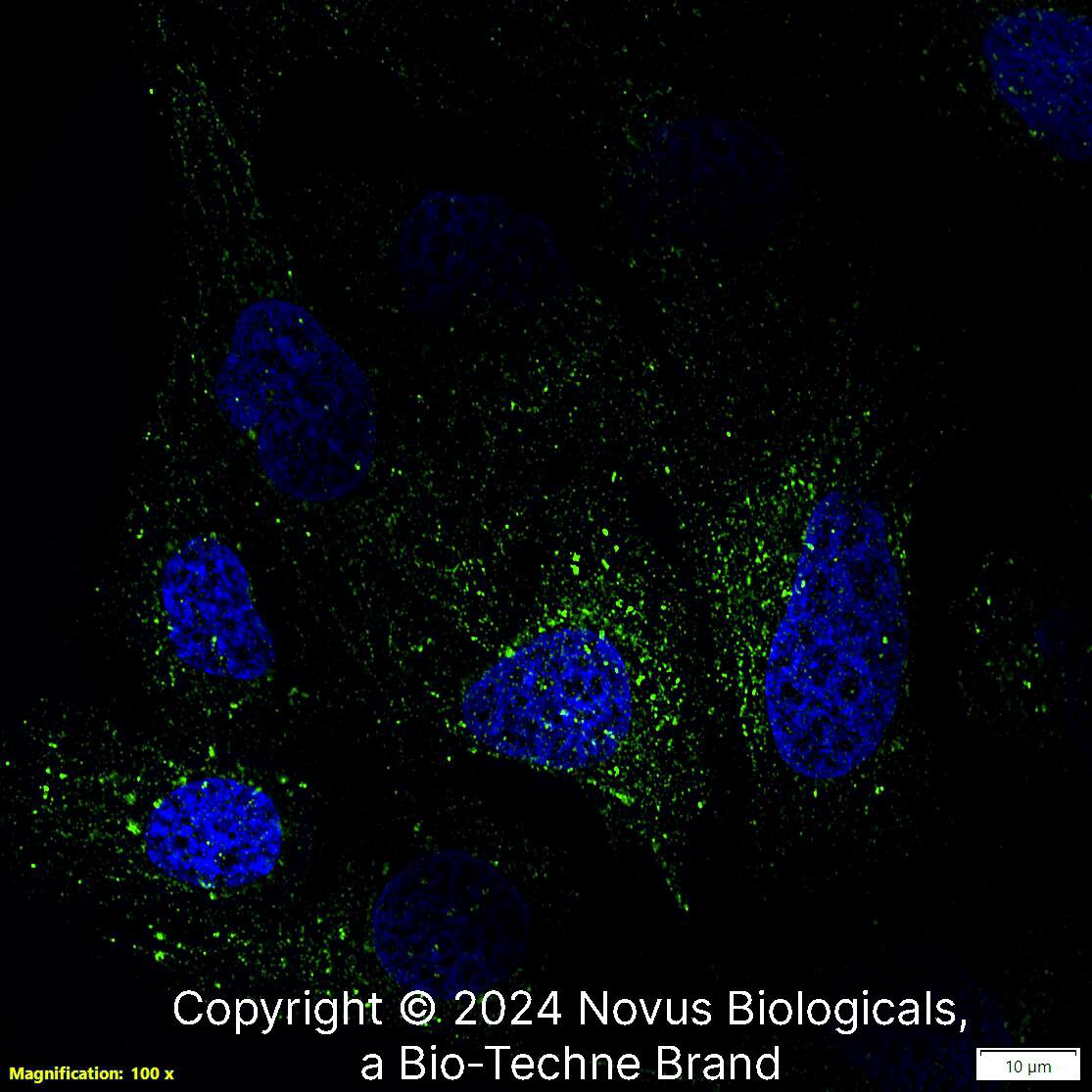 LAMP-1/CD107a (H4A3) was detected in immersion fixed U-2 OS human osteosarcoma cell line using Mouse anti-LAMP-1/CD107a (H4A3) Protein-G purified Monoclonal Antibody conjugated to Alexa Fluor® 488 (Catalog # NBP2-25183AF488) (green) at 5 µg/mL overnight at 4C. Cells were counterstained with DAPI (blue). Cells were imaged using a 100X objective and digitally deconvolved.  