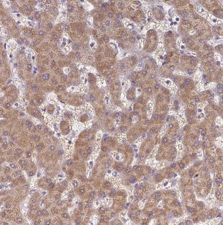 Immunohistochemistry-Paraffin TM2D3 Antibody - BSA Free