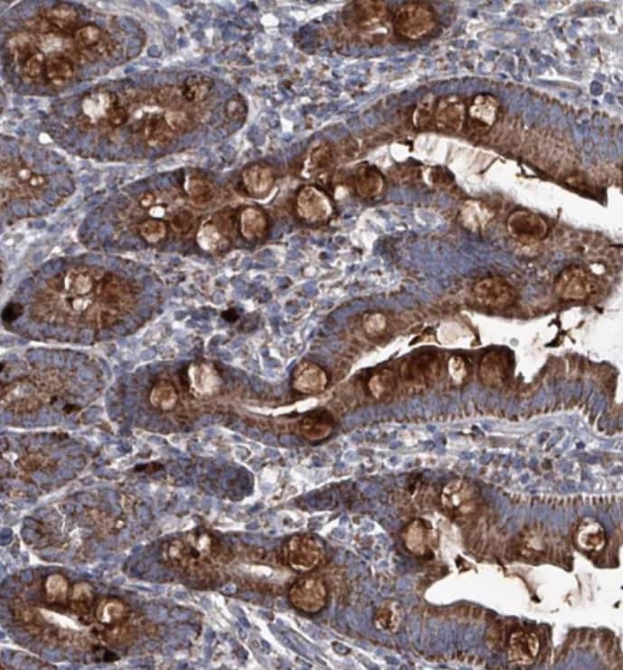 Staining of human small intestine shows strong cytoplasmic positivity in goblet cells.